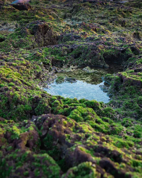 Tiro Vertical Uma Pequena Lagoa Cercada Por Musgo Verde Coral — Fotografia de Stock