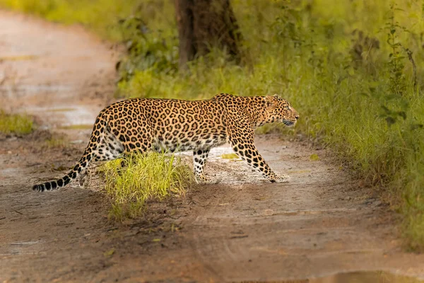 Hermoso Guepardo Acechando Campo — Foto de Stock