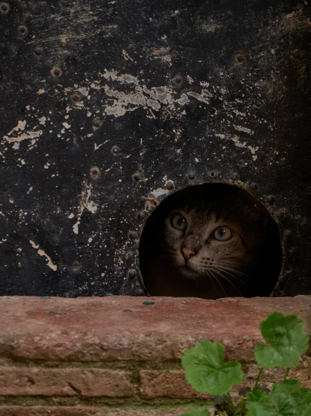 구멍에 고양이의 — 스톡 사진