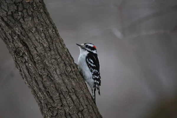 Scenic View Downy Woodpecker Perched Tree Blurred Background — Photo