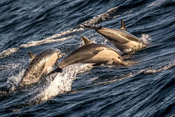 Grupp Vitsidiga Delfiner Från Stilla Havet Som Dyker Upp Till — Stockfoto