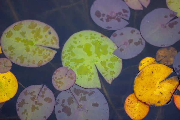 湖の上の睡蓮の美しいショット — ストック写真
