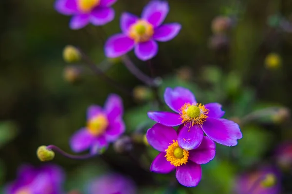 Selektywny Ogniskowanie Purpurowy Anemon Splendens Kwiaty Ogrodzie — Zdjęcie stockowe