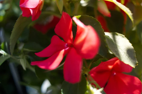 Closeup Shot Blooming Red Impatiens Flowers — Stock fotografie