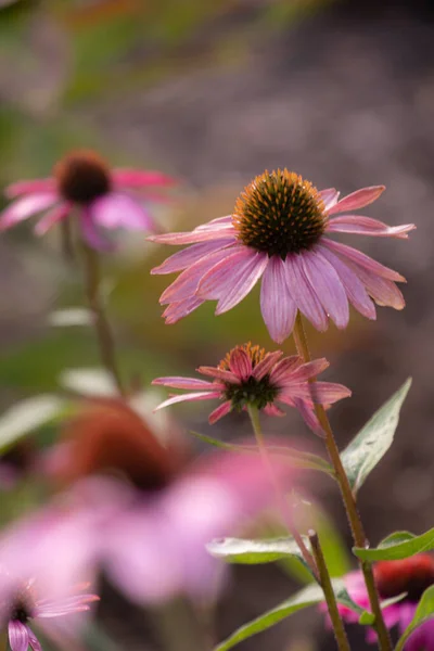 Close Purple Coneflower Blossoms Echinacea Full Bloom Blurry Background — Fotografia de Stock