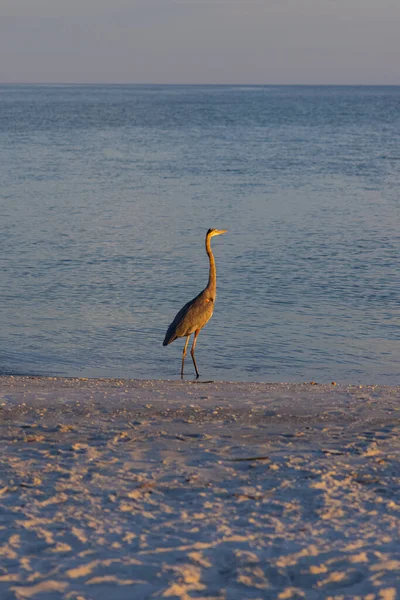 Крупный План Пляжных Птиц Флориды — стоковое фото