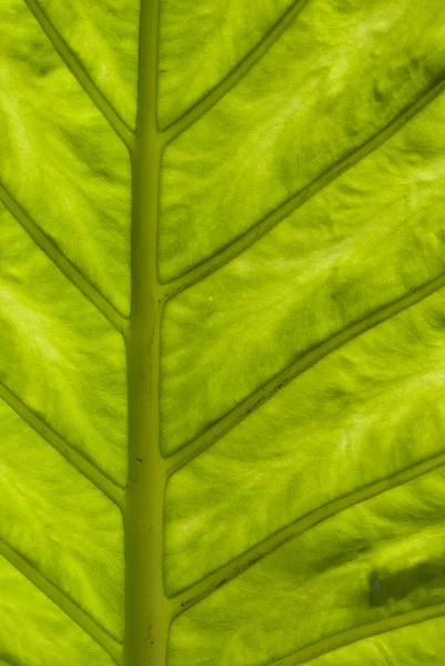 一张绿色叶子的垂直特写照片 — 图库照片