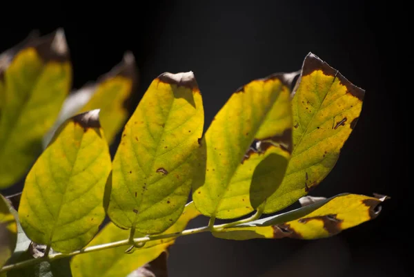 Zbliżenie Wysuszonych Jesiennych Liści Czarnym Tle — Zdjęcie stockowe