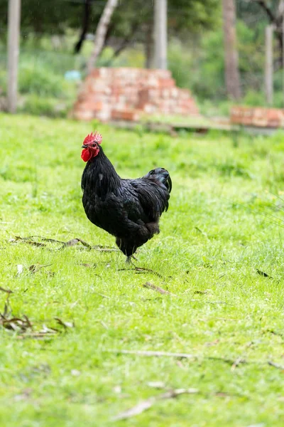 Vertical Shot Australorp Farm Field Covered Greenery Blurry Background — Stock Photo, Image