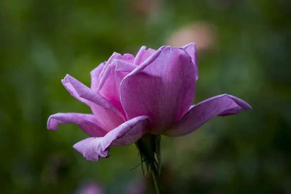 Closeup Shot Beautiful Pink Rose Blooming Garden — Stock Photo, Image