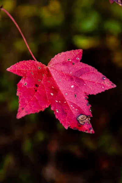 Una Macro Vertical Una Hoja Otoñal Roja Bosque — Foto de Stock