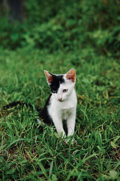 Eine Vertikale Aufnahme Eines Entzückenden Schwarzen Weißen Kätzchens Auf Einem — Stockfoto