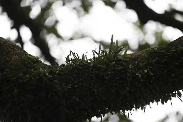 Gros Plan Une Branche Avec Mousse Fougères Croissance — Photo