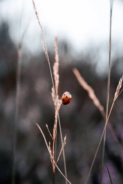 Selective Focus Shot Ladybug Grass Meadow — Stock Photo, Image