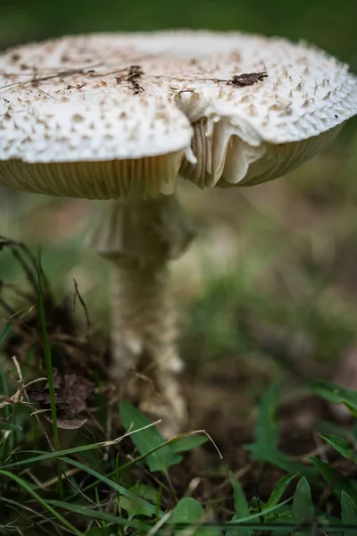 Närbild Paraplysvamp — Stockfoto