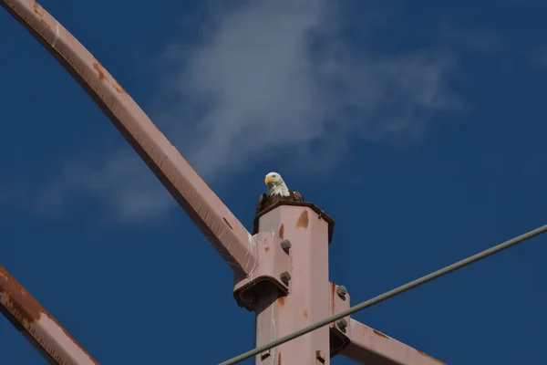 Вид Снизу Лысого Орла Сидящего Металлическом Столбе Против Голубого Неба — стоковое фото