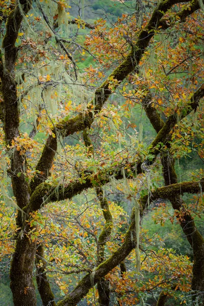 Die Herbstbäume Zuckerhut Regionalpark Sonoma County Kalifornien — Stockfoto