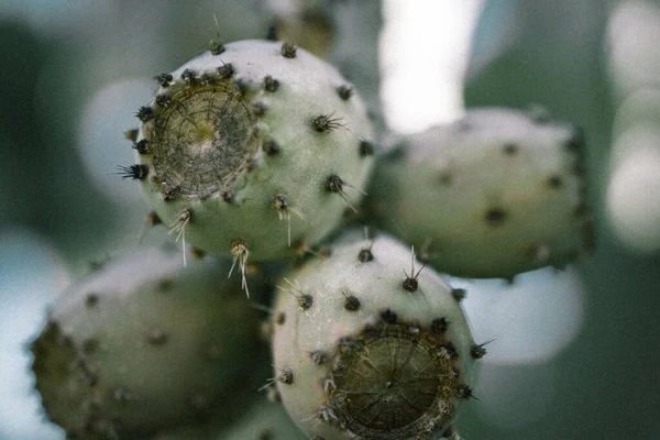Közelkép Egy Gyönyörű Kaktuszról Ami Kertben — Stock Fotó