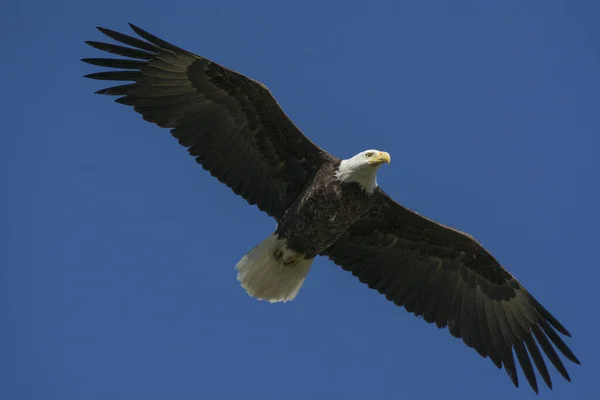 Una Vista Inferior Águila Calva Voladora Contra Cielo Azul Claro —  Fotos de Stock