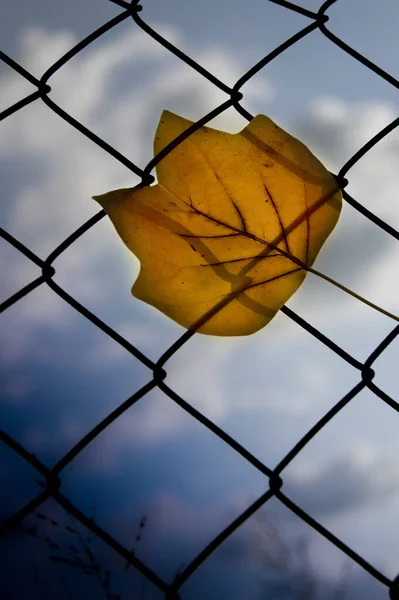 ワイヤーフェンス上の乾燥したカエデの葉の垂直閉鎖ショット — ストック写真
