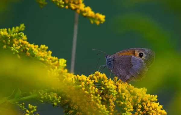 Selektivní Zaostření Záběru Hnědého Motýla Žluté Květy Zahradě — Stock fotografie