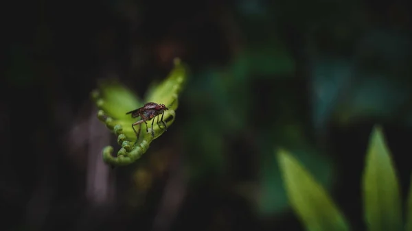 Insecto Una Hoja Verde Bosque — Foto de Stock