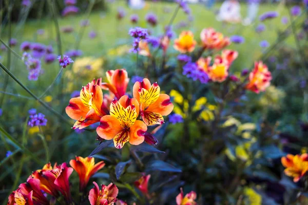 Μια Όμορφη Φωτογραφία Από Μια Ποικιλία Πολύχρωμων Λουλουδιών Που Ανθίζουν — Φωτογραφία Αρχείου
