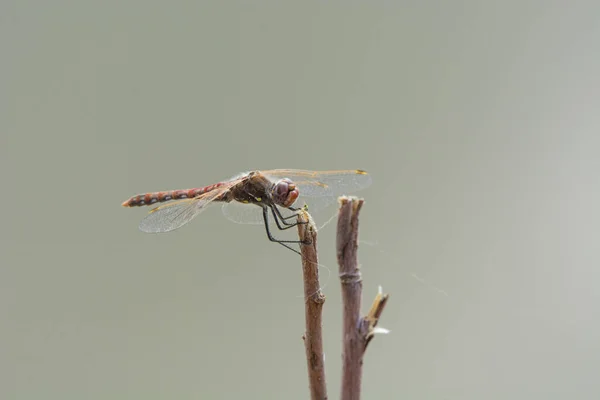 Closeup Shot Dragonfly Twig Forest Gray Background — Stock Photo, Image