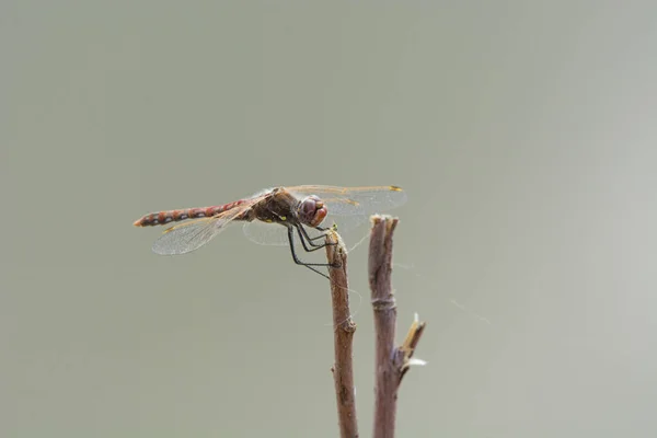 Een Close Shot Van Een Libelle Twijg Het Bos Tegen — Stockfoto