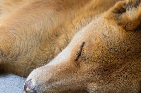 Primo Piano Uno Sciacallo Che Dorme All Aperto — Foto Stock