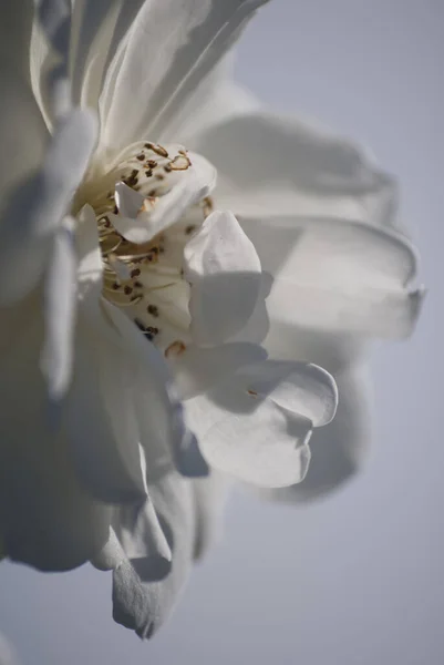 Vertical Closeup Shot Beautiful White Jasmine Flower — Stock Photo, Image