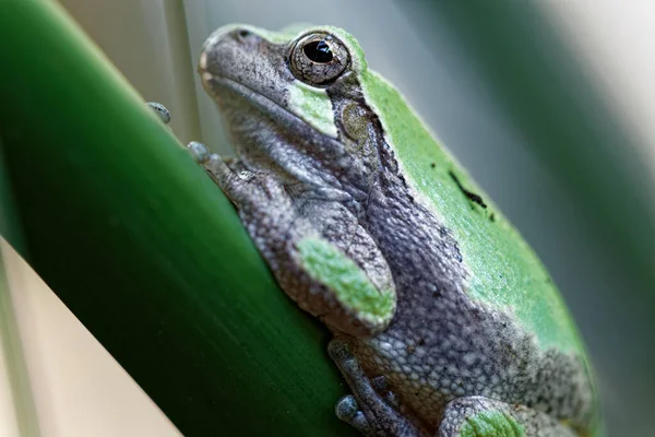 Closeup European Tree Frog Hyla Arborea — Photo