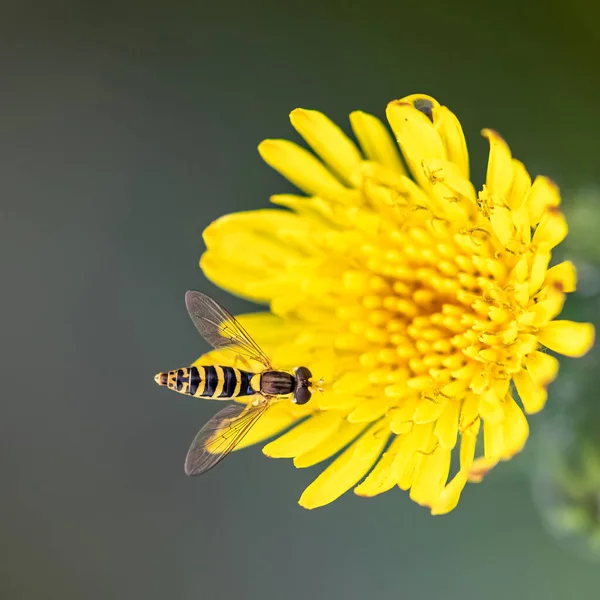 Hoverfly Insect Eating Pollen Yellow Flower — Stockfoto