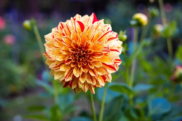 Bright Flower Blossomed Garden — Stock Photo, Image