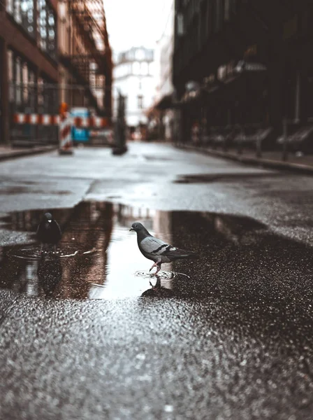 Pigeon Puddle Stree — Stock Photo, Image