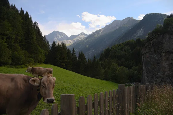 Une Belle Vue Sur Les Vaches Broutant Sur Champ Montagne — Photo