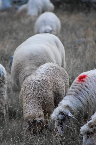 Ένα Κοπάδι Πρόβατα Τρώει Γρασίδι Στην Άκρη Του Δρόμου Transfagarasan — Φωτογραφία Αρχείου