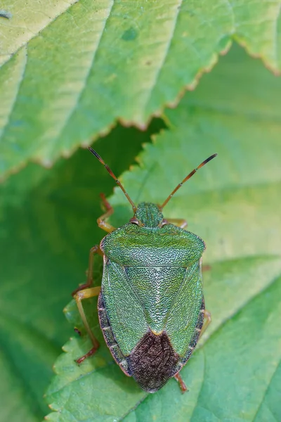Κάθετη Closeup Του Πράσινου Shieldbug Palomena Prasina Στον Κήπο — Φωτογραφία Αρχείου