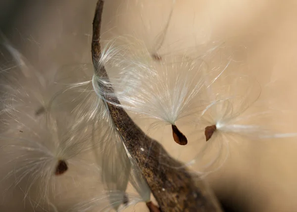 Fotografia Macro Close Milkweed Seeds Emergindo Sua Vagem — Fotografia de Stock