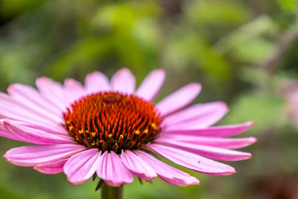 Seletivo Coneflower Roxo Echinacea Purpurea Jardim — Fotografia de Stock