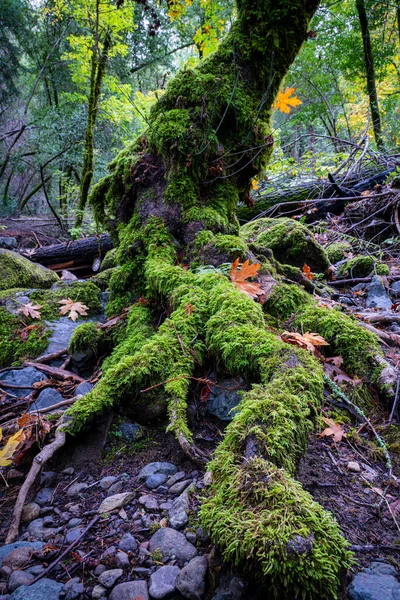 Дерево Мохом Стовбурі Sugarloaf Regional Park Sonoma County California — стокове фото