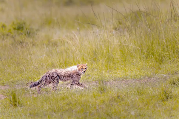 Piękny Młody Gepard Spacerujący Polu — Zdjęcie stockowe