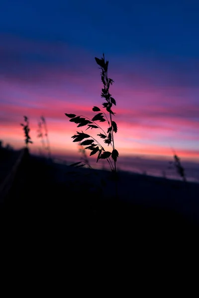 美しい夕日の間に植物のシルエットのショット — ストック写真