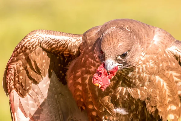 Een Close Van Een Vraatzuchtige Bruine Met Vers Vlees Mond — Stockfoto