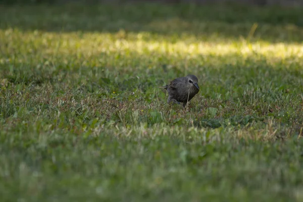 Pequeno Pássaro Pardal Caminhando Prado Verde — Fotografia de Stock