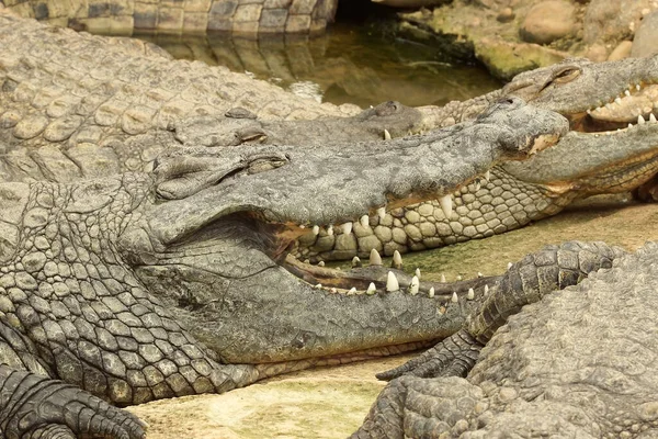 Close Van Nijlkrokodil Crocodylus Niloticus Een Grote Krokodil Van Zoetwaterhabitats — Stockfoto