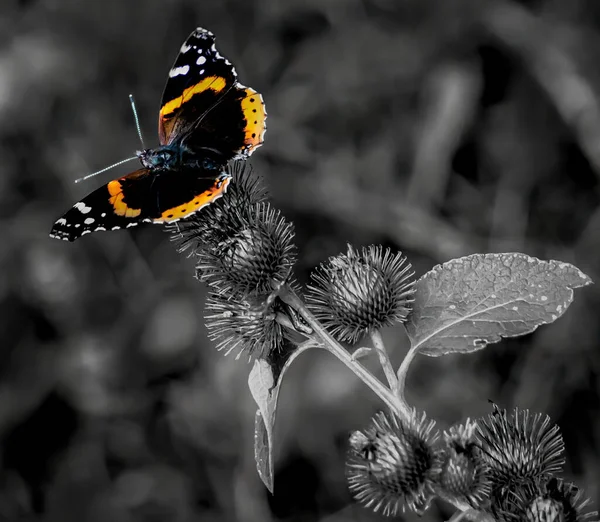 Color Pop Shot Red Admiral Butterfly Prickly Flowers Lesser Burdock — ストック写真