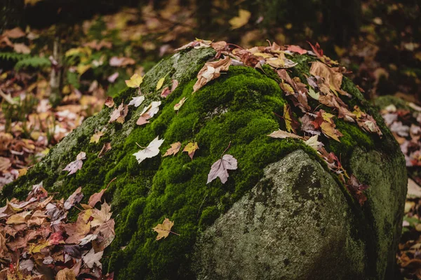 Primer Plano Una Roca Musgosa Suelo Con Hojas Otoño Bosque — Foto de Stock