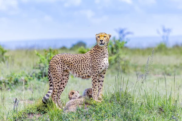 Dişi Bir Çita Tarlada Yavrularını Korur — Stok fotoğraf