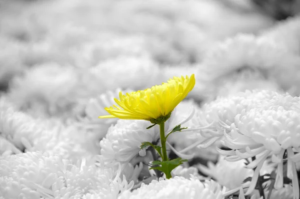 Крупный План Жёлтой Хризантемы Белых Цветах Поле Размытым Фоном — стоковое фото